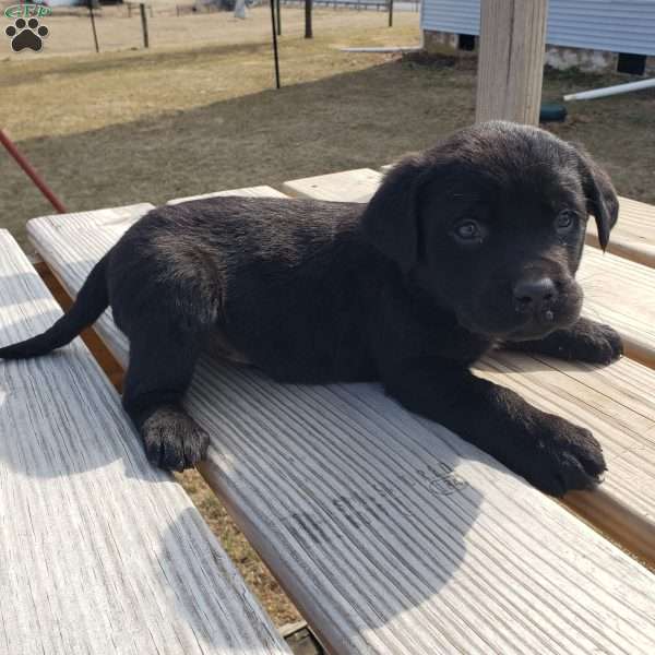 Mike, Black Labrador Retriever Puppy